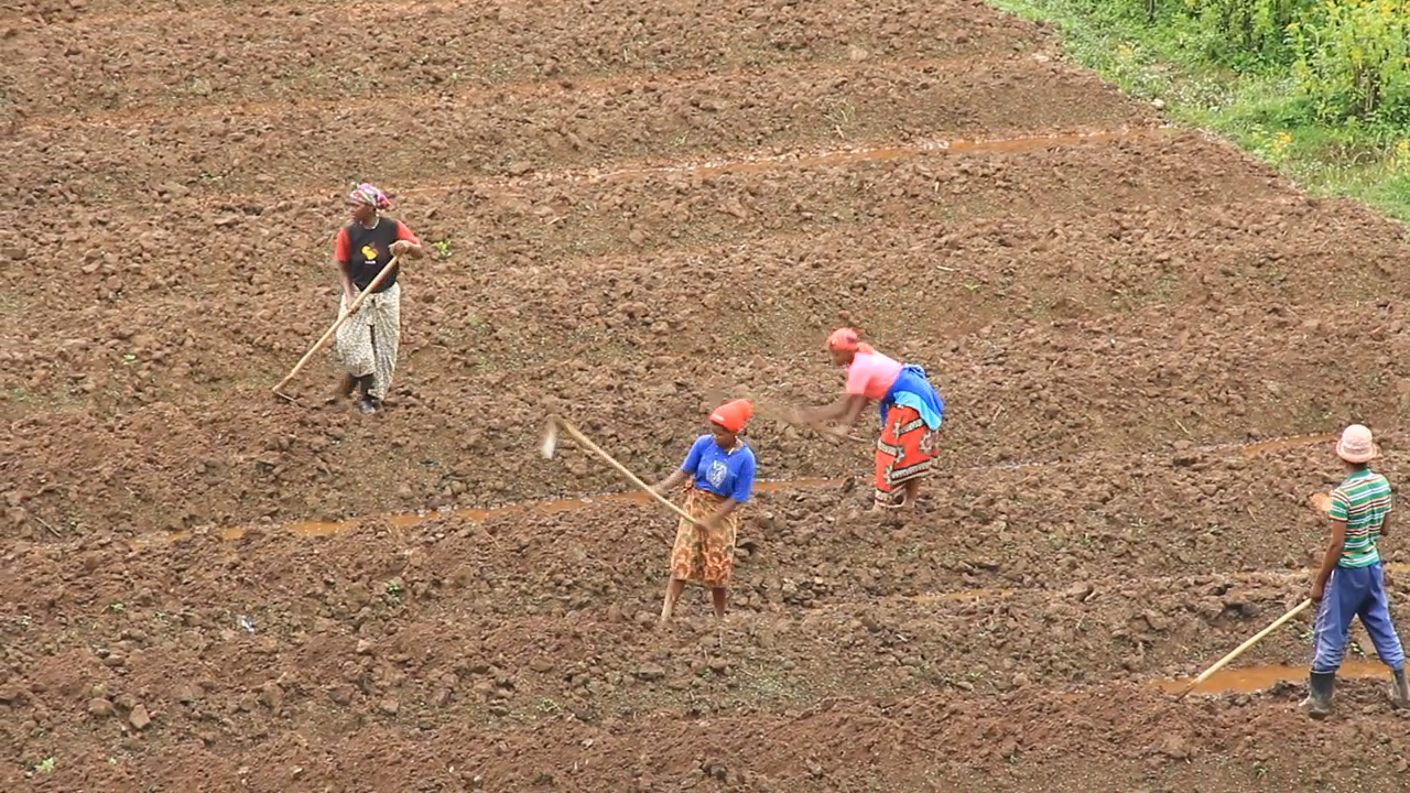 Kabale farmers say frustrated with climate