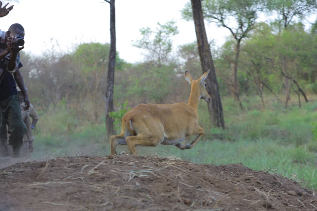 The Magic in Uganda’s Savannahs