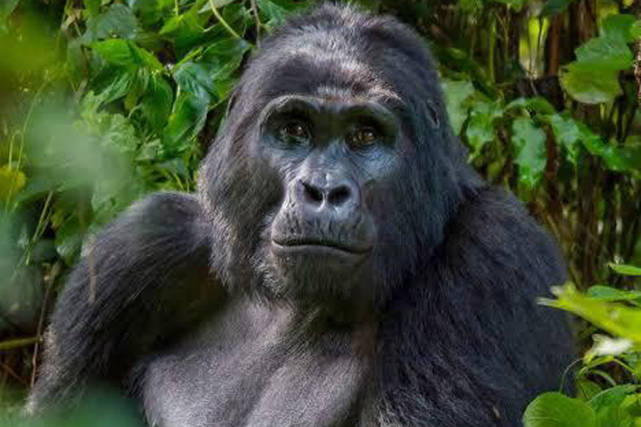 UWA admits lack of due diligence in contracting gorilla permits firm