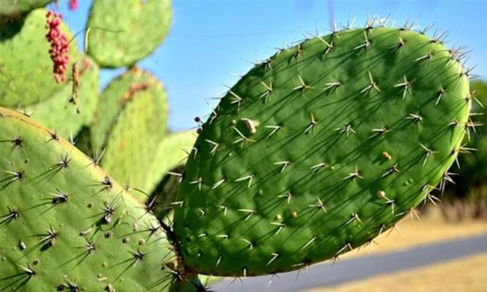 Why cactus is good