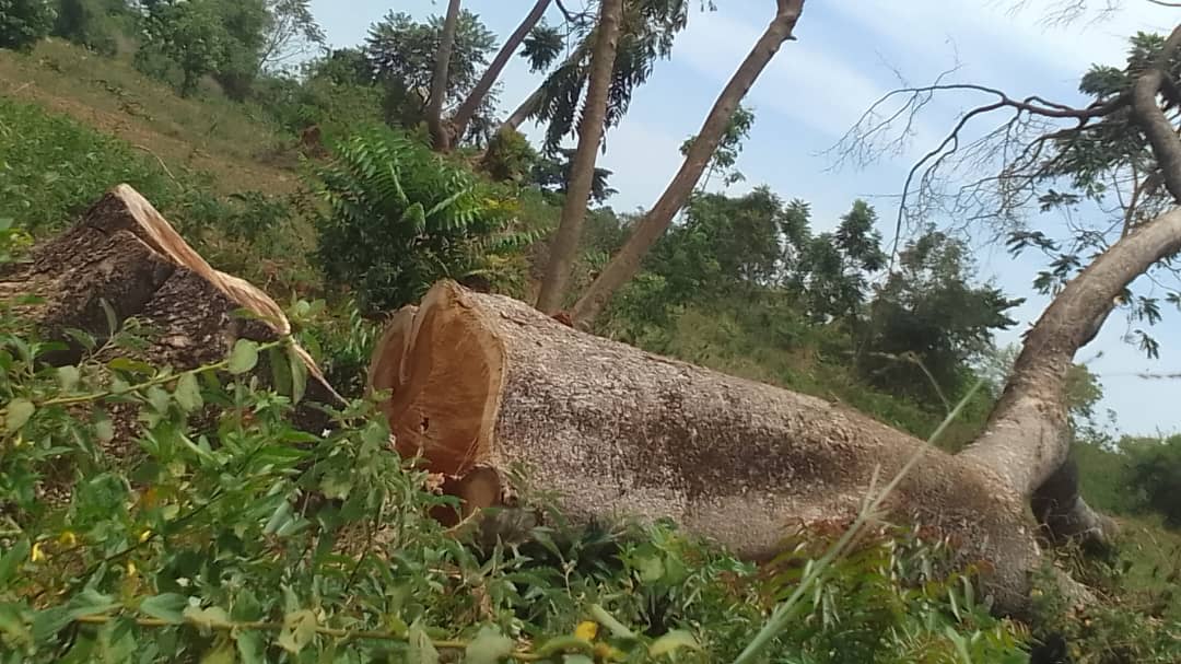 Court orders eviction of Serere district local gov't out of contested 150-acre land