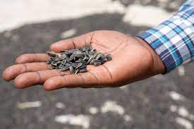 Frustrations Grow in Acholi as National Oilseeds Project Stalls