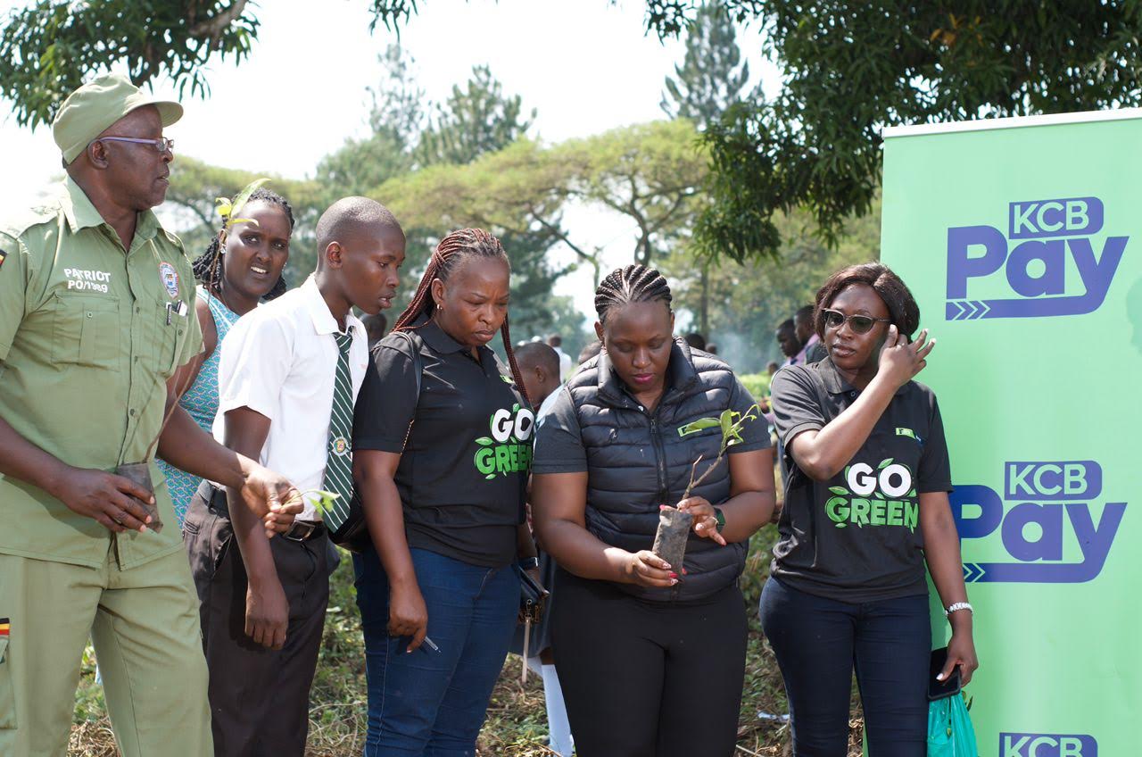 KCB in tree plant drive to tackle climate change