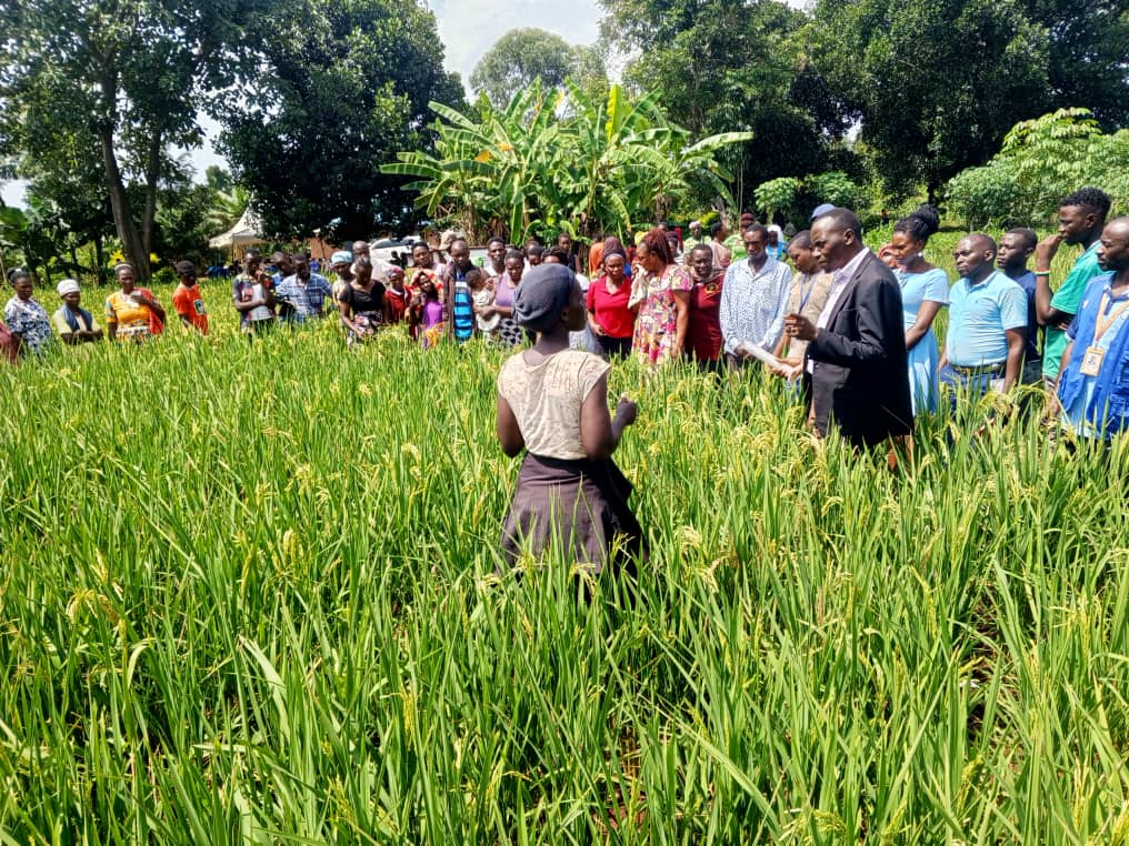 Dry spell hits Kikuube farmers hard