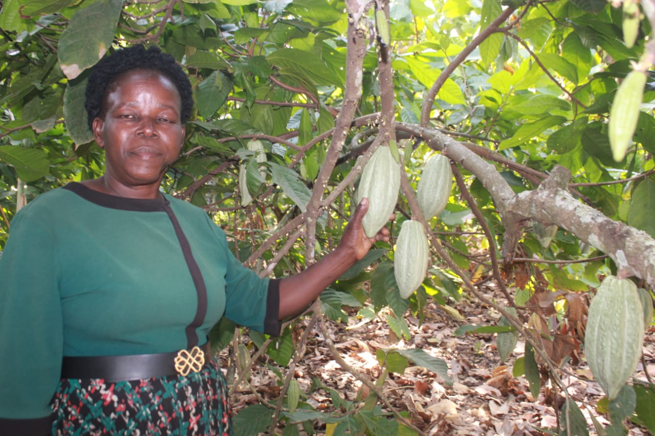 Cocoa farming in Mayuge: A bitter sweet reality