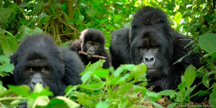 Gorilla Permit Sales Surge by 6.8% in 2024, Hitting Record High