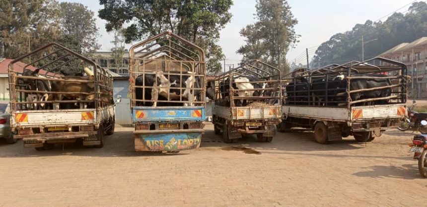 18 arrested as Kabale police crack down on cattle smuggling