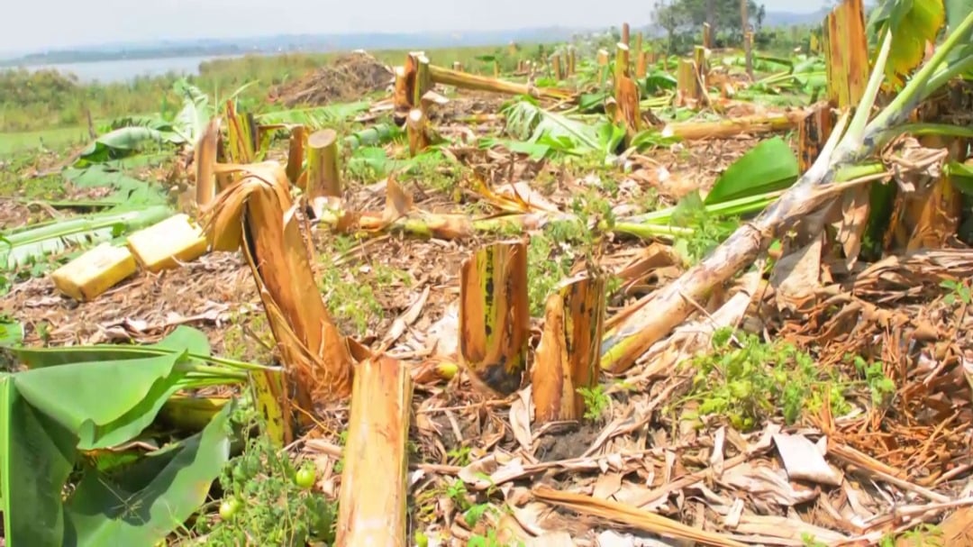 NEMA raids Rakai farms, destroys crops,  arrests farmers over wetland encroachment