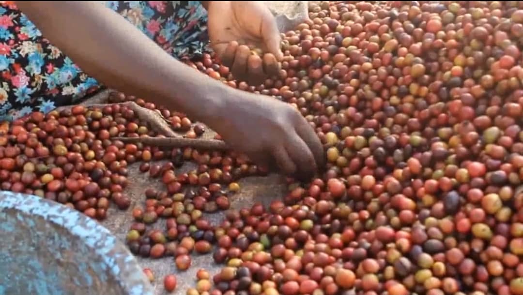 UCDA urges value chain stakeholders to priority coffee quality for better global market prices