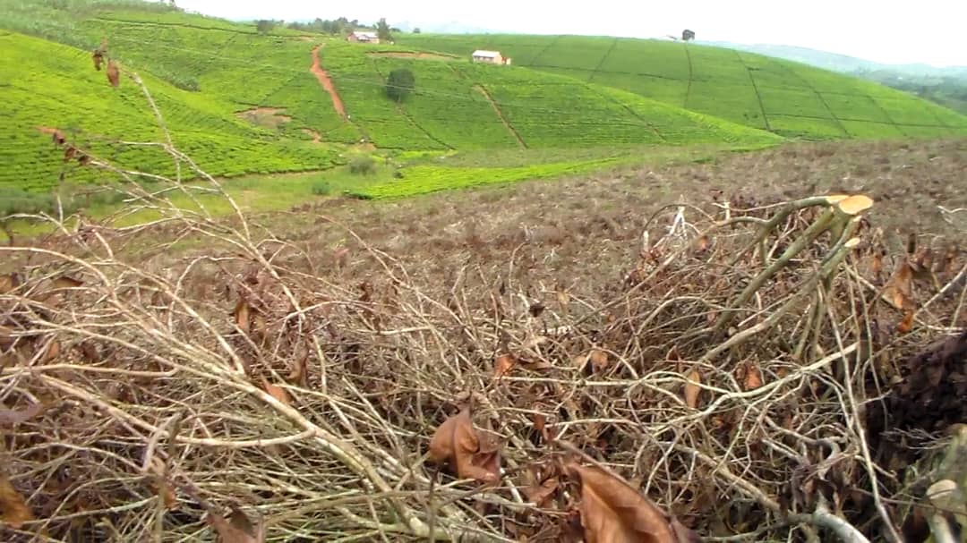 Minister Magyezi urges tea farmers to reconsider uprooting crops amid industry crisis