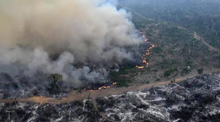 Amazon Forest loses area the size of Germany and France in four decades