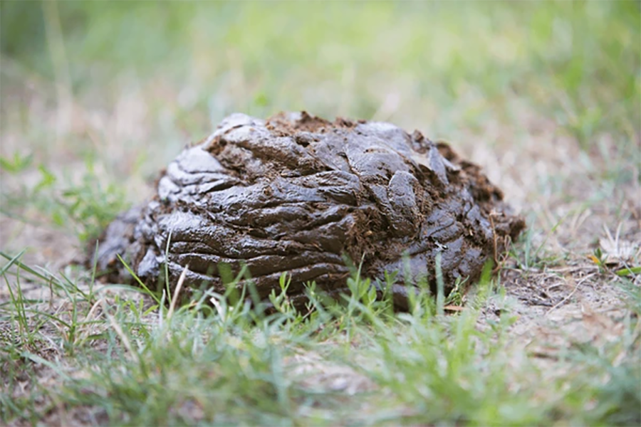 Kiruhura To 'Tax' Cow Dung