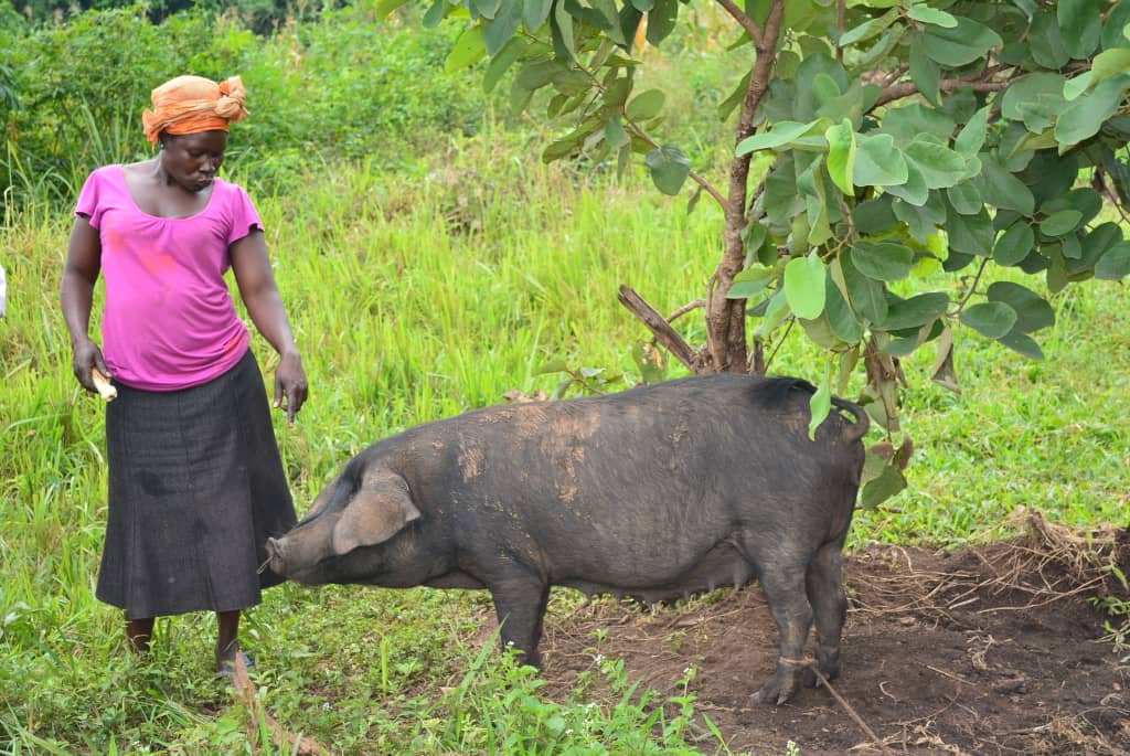 Swine fever outbreak devastate Kyotera District.