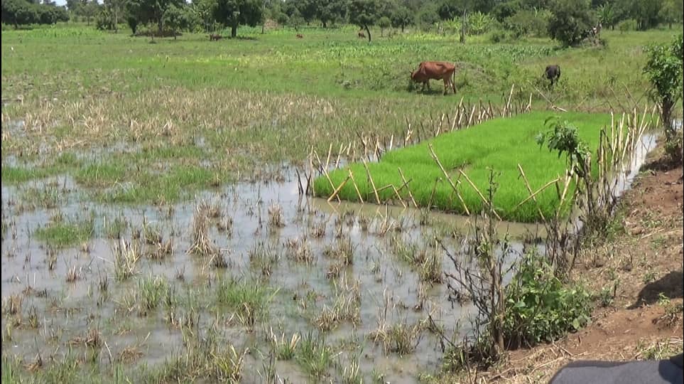 Re-encroachment threatens wetland restoration efforts in Eastern Uganda