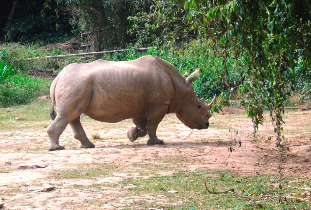 Conservationists Launch Initiative to Enhance Rhino Protection