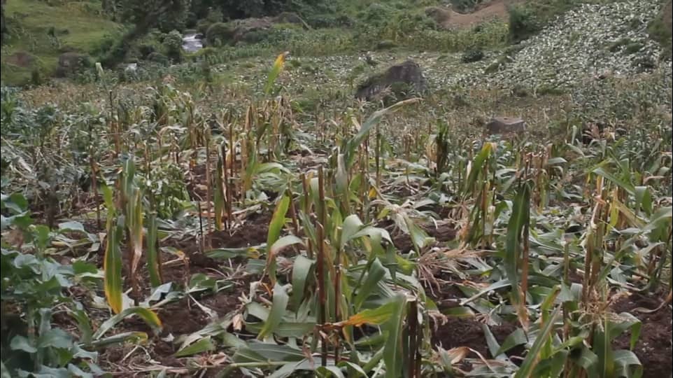 UWA's Crop Destruction Fuels Tensions in Mount Elgon Boundary Dispute