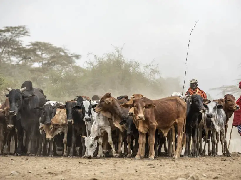 Nomadic pastoralists from South Sudan cross into Moyowith 2,000 cattle