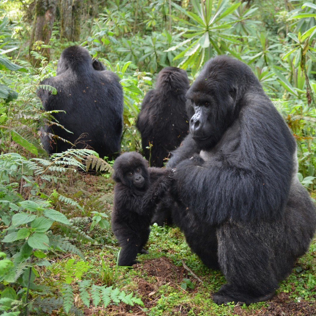 Urgent call for conservation amid rising threats to Uganda's mountain Gorillas