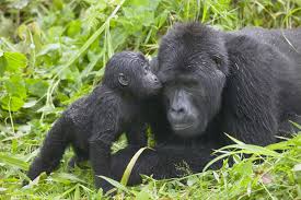 Conservationists hail increase in number of gorillas in last three decades