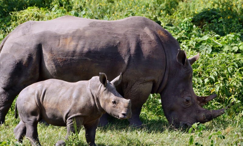 Uganda's rhino conservation efforts demand $11M boost as UWA prioritizes habitat management
