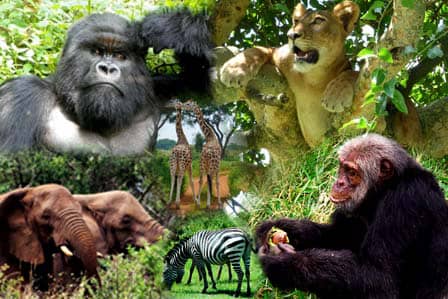 EU commits to shs 41billion to boost Uganda's Tourism Sector