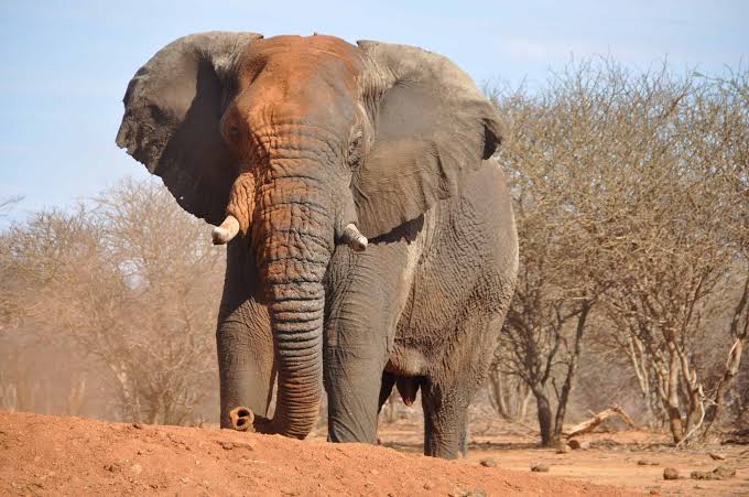 Stray elephant kills woman in Kaabong