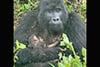Mountain Gorilla Conservation Reaches New Milestone with Birth in Bwindi