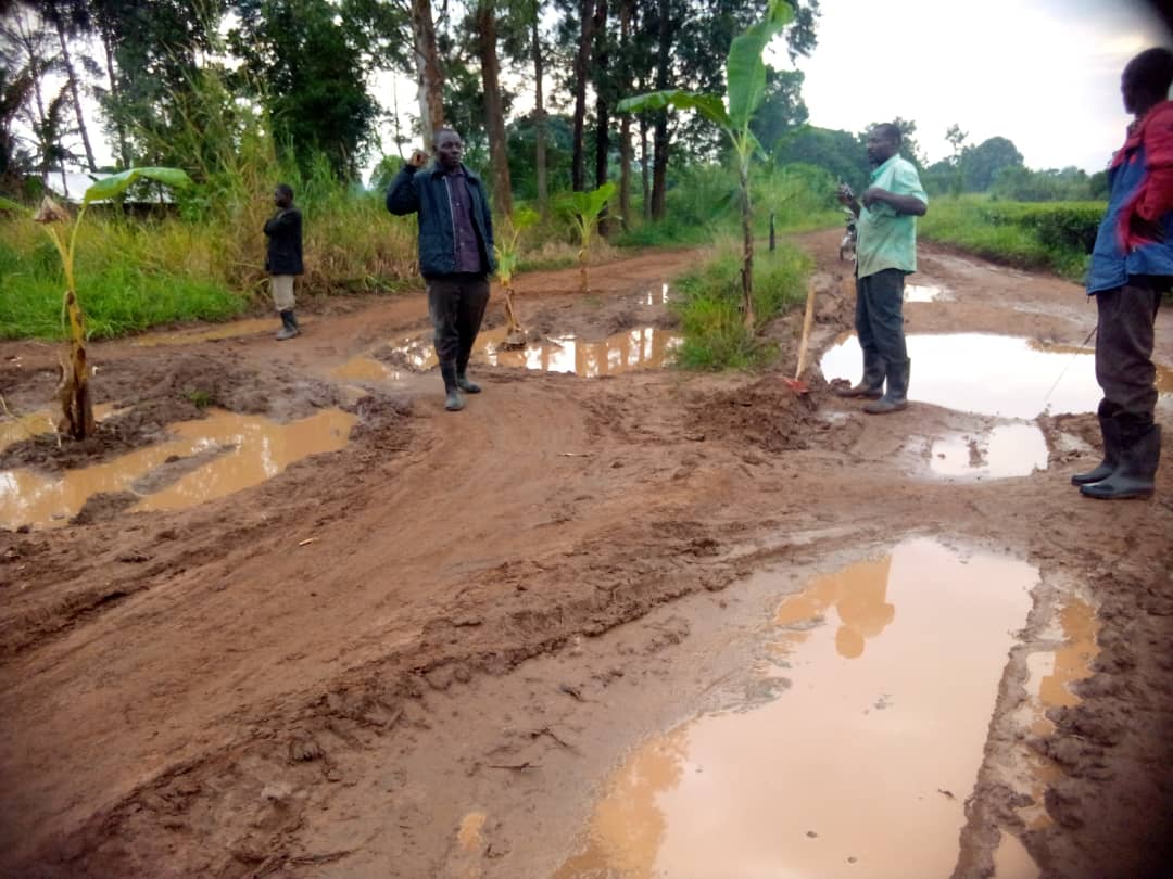 Kikuube locals plant bananas in roads to protest their sorry state