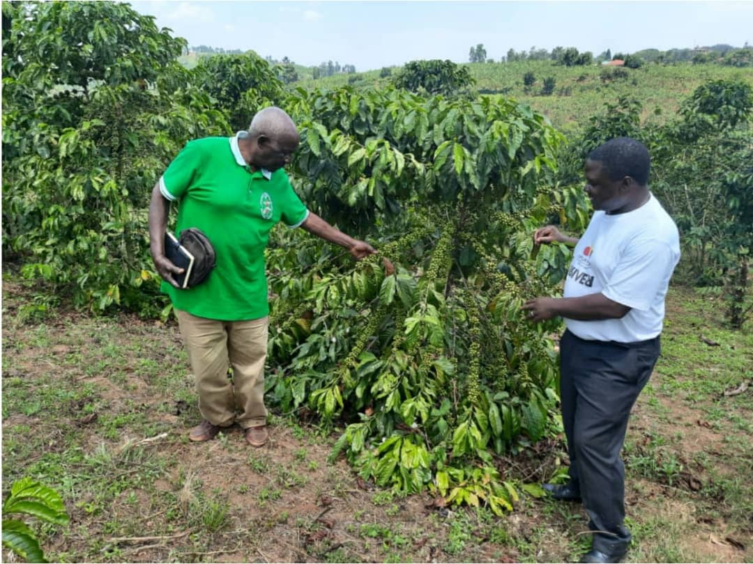 Masaka Coffee Farmers and Leaders Oppose UCDA Merger, Demand Inclusive Consultation