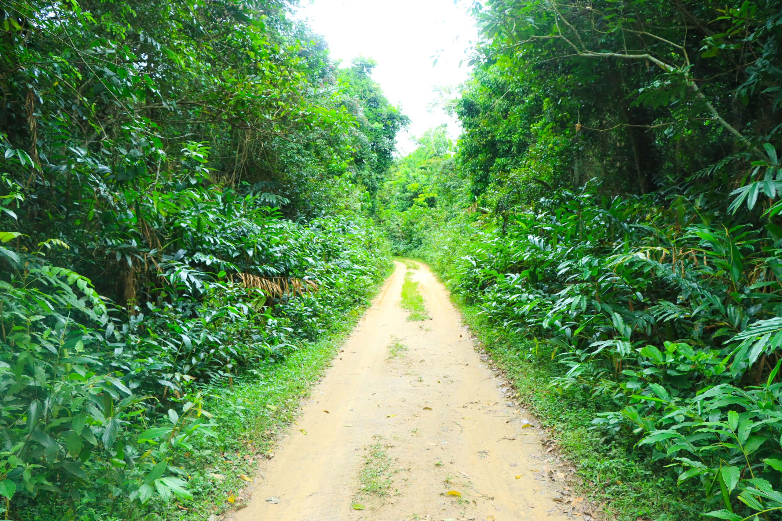 Restoring Uganda’s Forests: The Key to Climate Resilience and Agricultural Sustainability