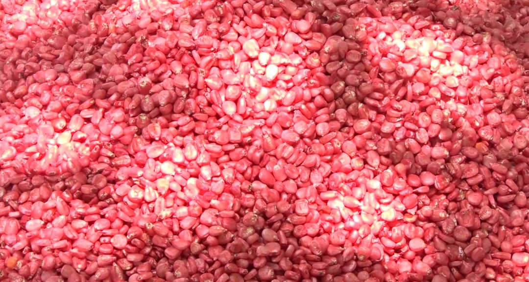 Ministry of Agriculture warns farmers in Northern Uganda about fake seeds in local markets