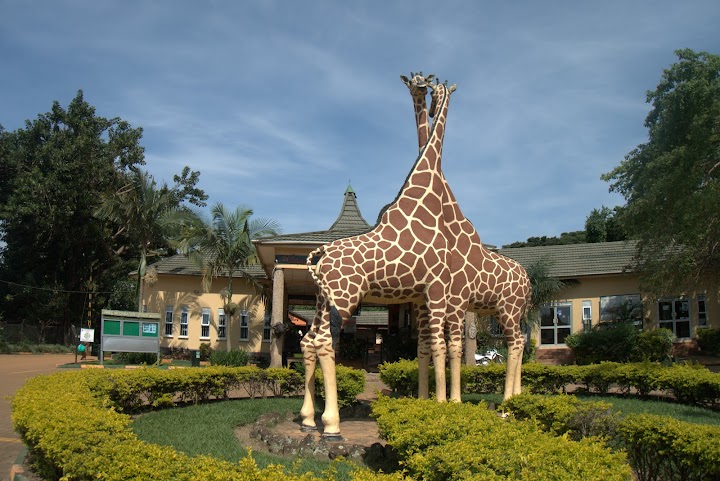 Uganda makes strides in wildlife conservation
