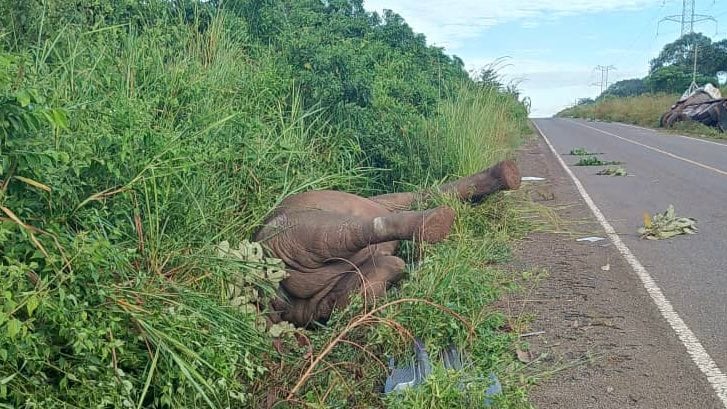 Traffic , pollution threaten wildlife in Murchison Falls National Park