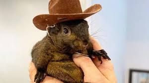 Trump 'fired up' about euthanasia of Peanut the squirrel