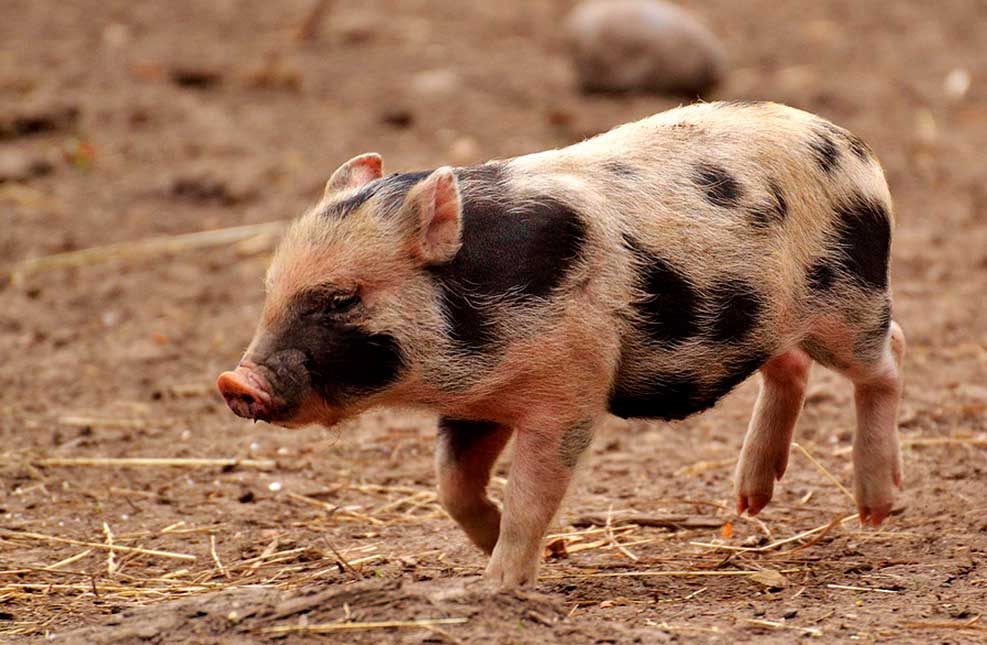 Kagame Tied to Tree, Beaten to Death Over Missing Pig in Obongi