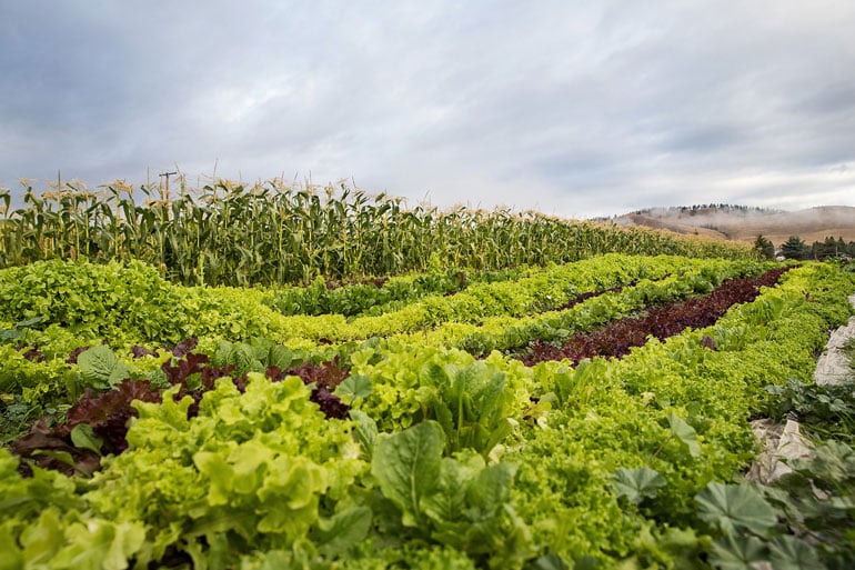 Biodiversity Mainstreaming to Strengthen Uganda’s Agrifood Systems.
