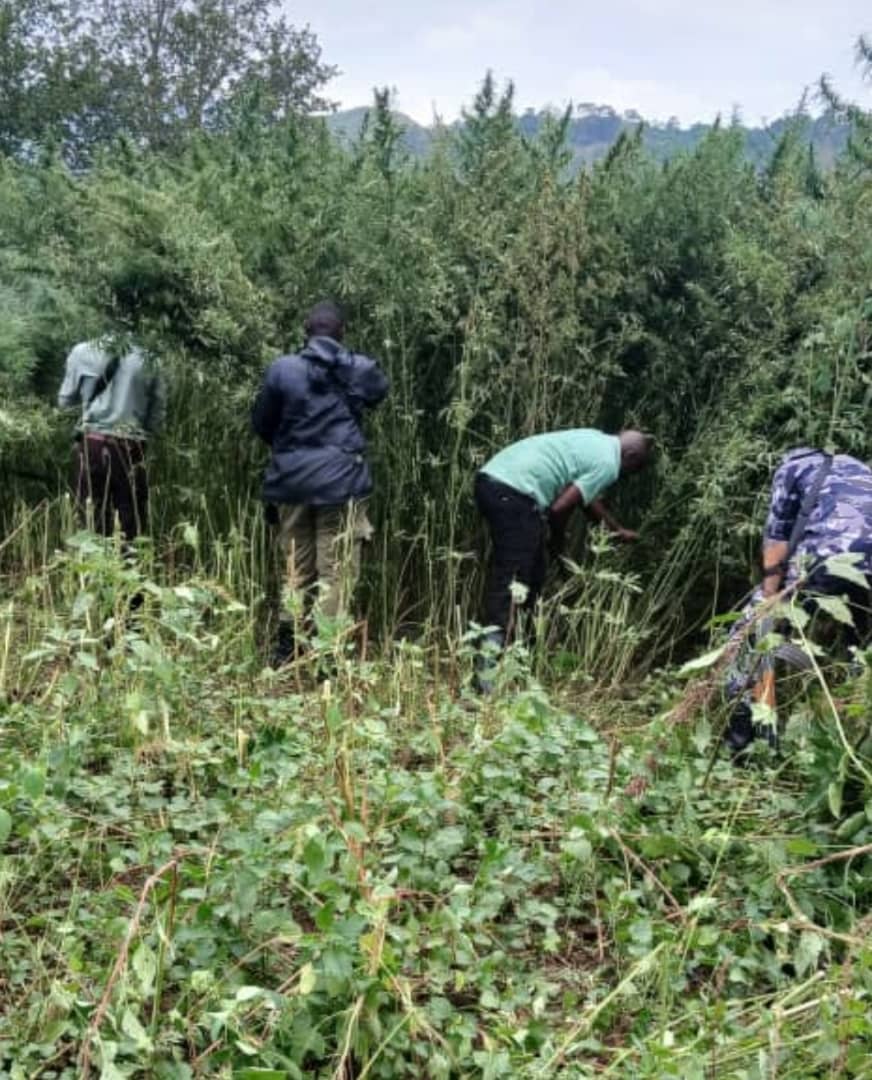 Police destroy 10 acres of Mariajuana in Napak