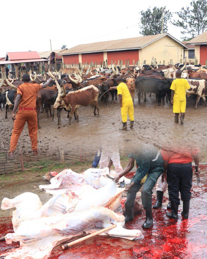 Prisons kicks off christmas meat slaughtering exercise for inmates and staff