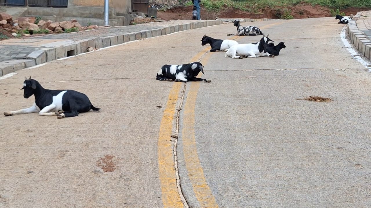 Goats 'take over' Mubende town streets