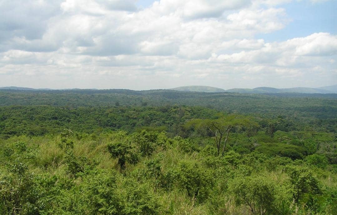 Carbon for livelihood: How forest restoration in Kibale National park powers communities and captures carbon