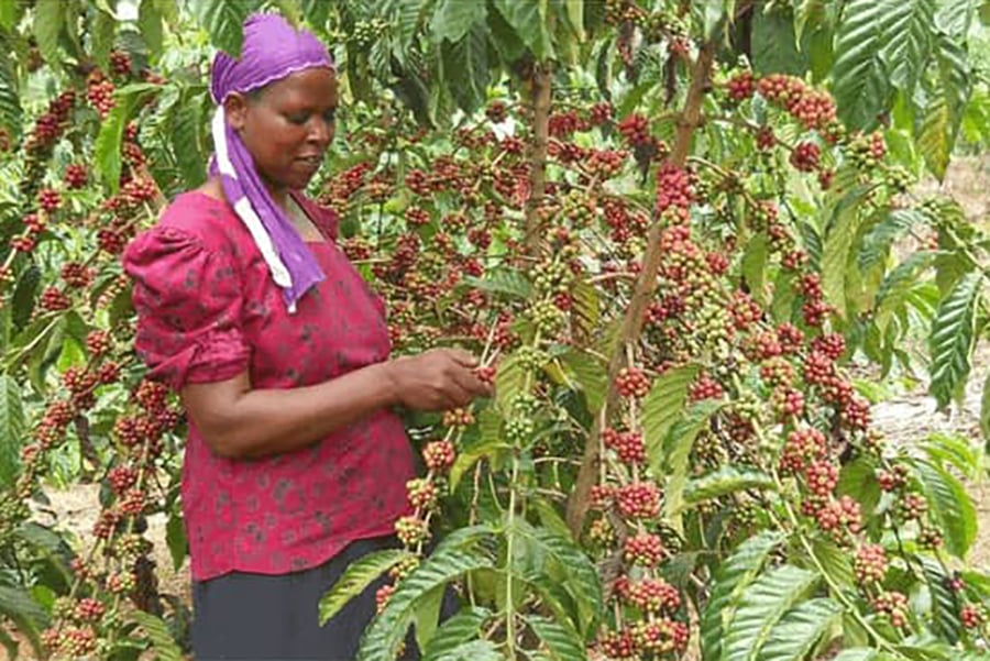 No new taxes on coffee acreage plantation - Minister Musasizi