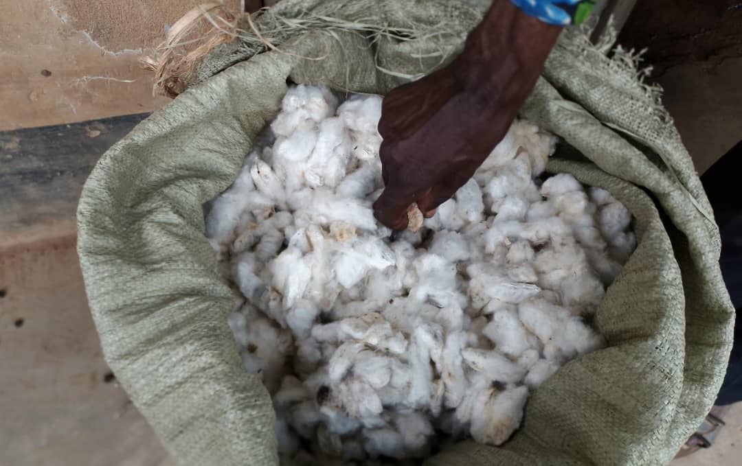 Rubirizi Cotton Farmers Grapple with Price Drops, Drought, and Low Yields