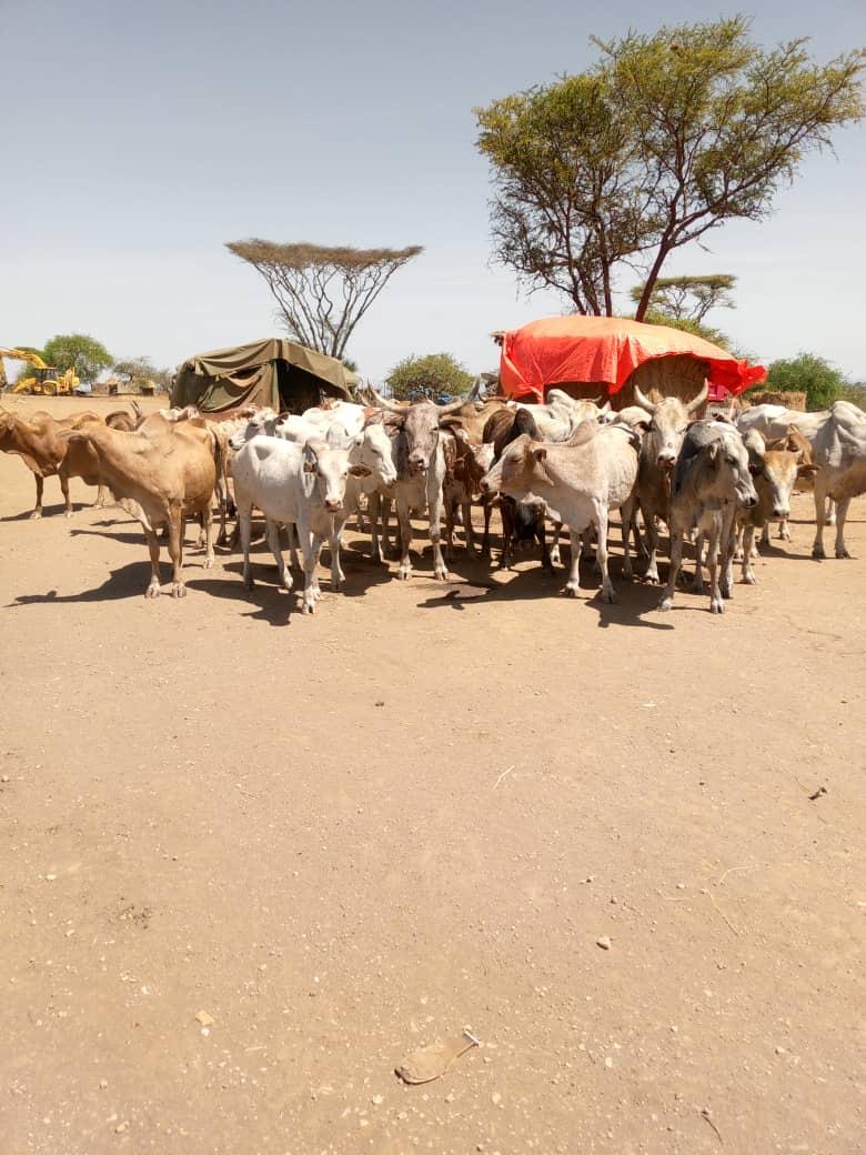 Security forces recover 28 cattle stolen during Kotido raid