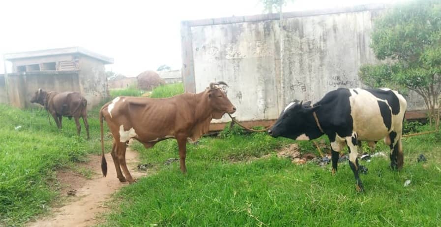 Police recover 352 stolen animals in Luwero, nearby districts