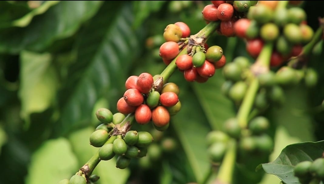 Govt Warns Against Poor Coffee Harvesting Practices, Vows Strict Enforcement