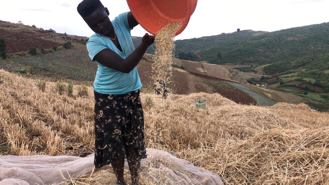  Barley Farmers reaping big in Narok 