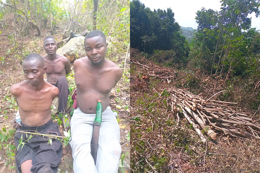 Three Arrested Over Illegal Logging in West Bugwe Central Forest Reserve