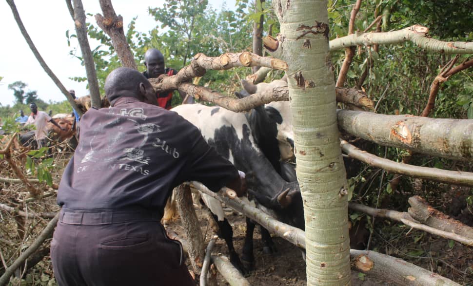 Kapelebyong District Begins Two-Month Foot,Mouth Vaccination