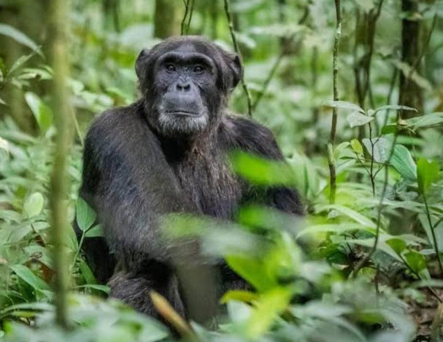 Poaching strains relations between UWA, Kibale communities