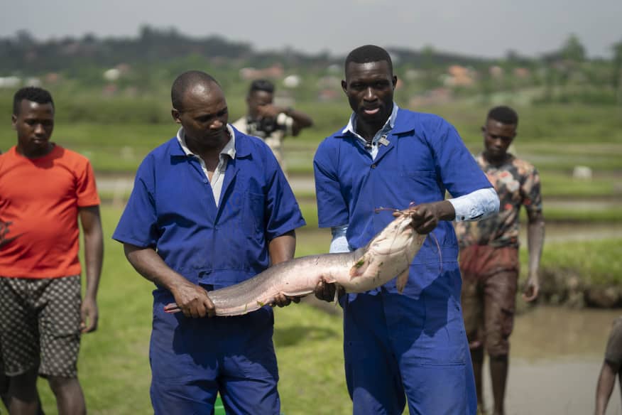 Masheda Foods increases market value for catfish, beyond its raw form